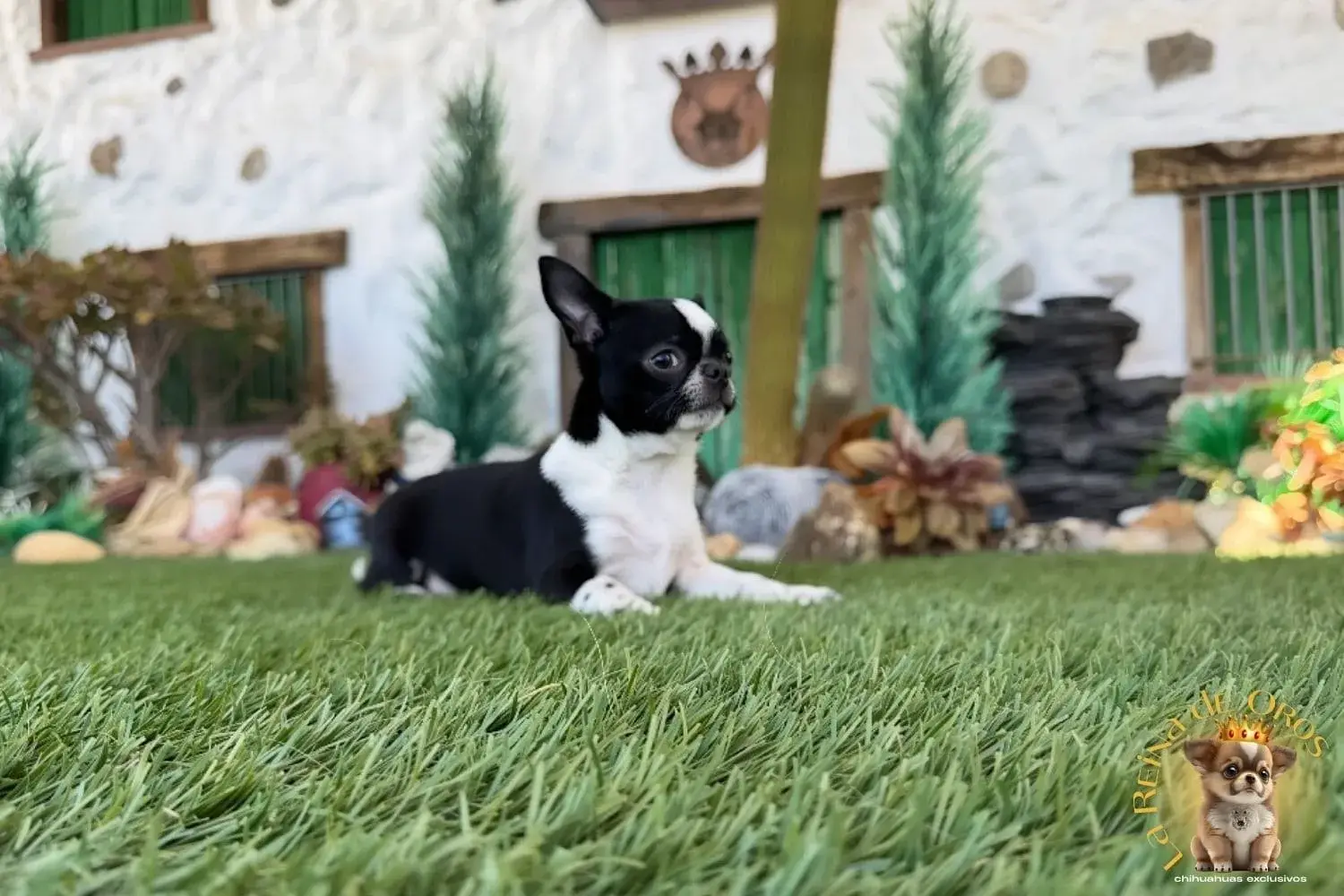 chihuahua cachorro