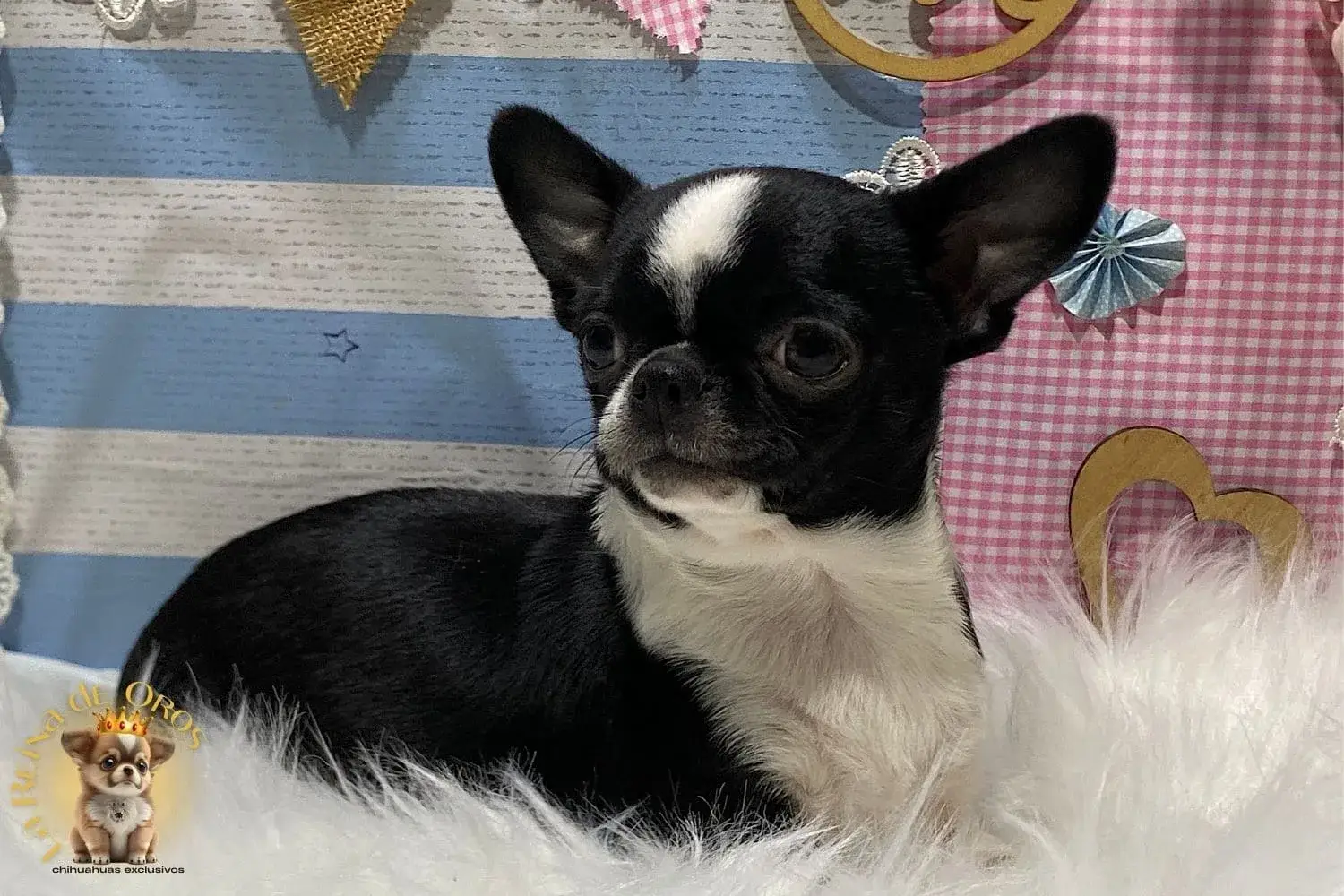 venta cachorros chihuahua