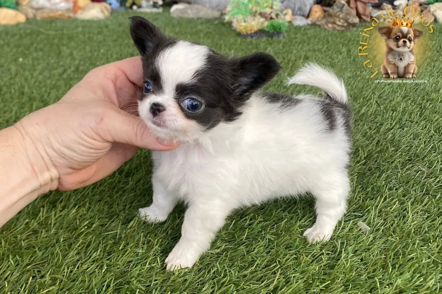 hembra chihuahua cachorro e pelo largo