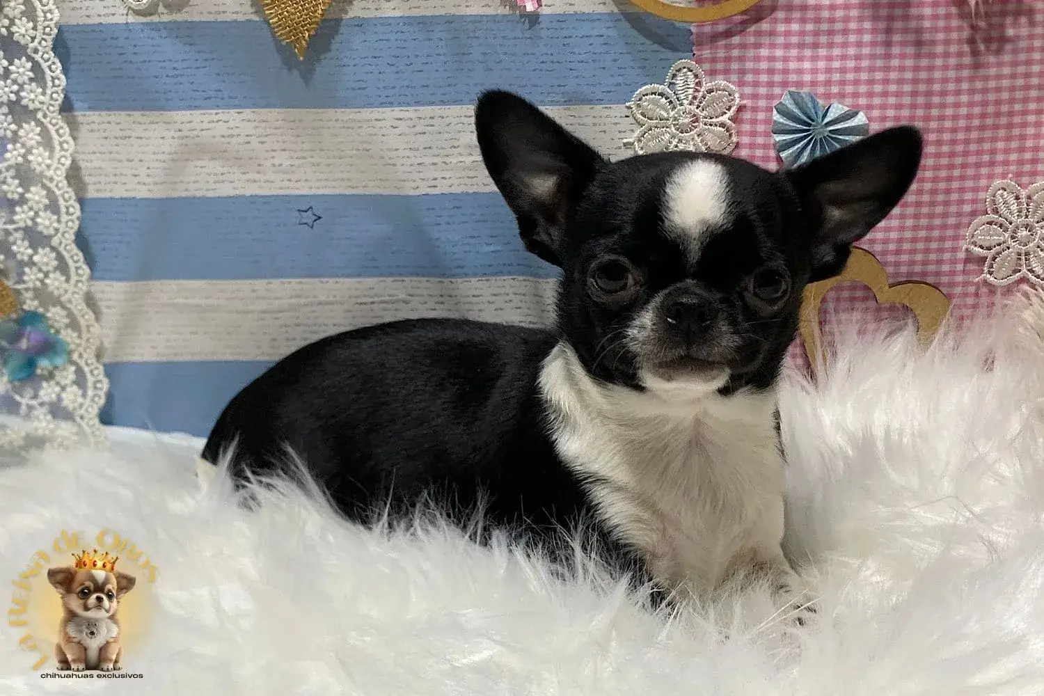 chihuahuas criadero venta