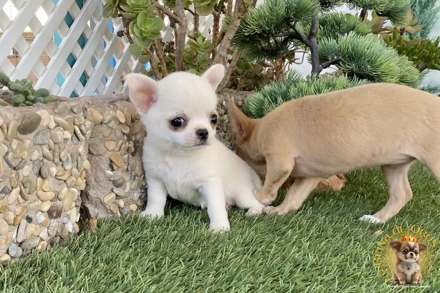cachorro chihuahua luna criadero