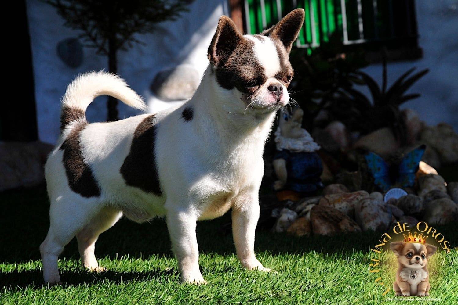 espectacular-macho-chihuahua-dark-mirey-iz-tvoey-mechty