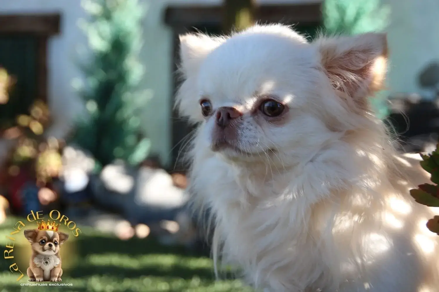 semental chihuahua color blanco