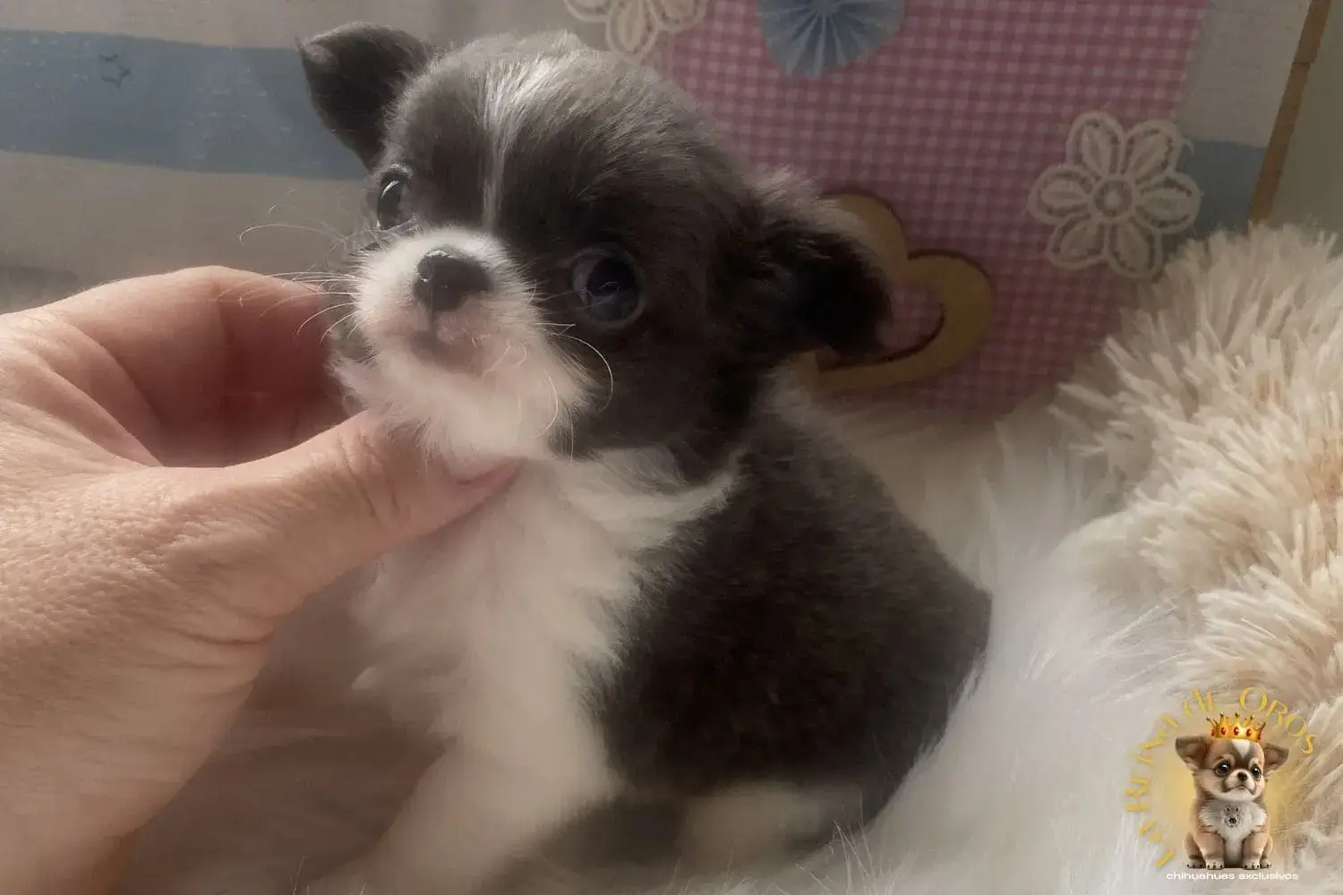 cachorro chihuahua pochola tamaño toy