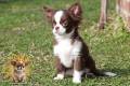 macho-chihuahua-adulto-kobe