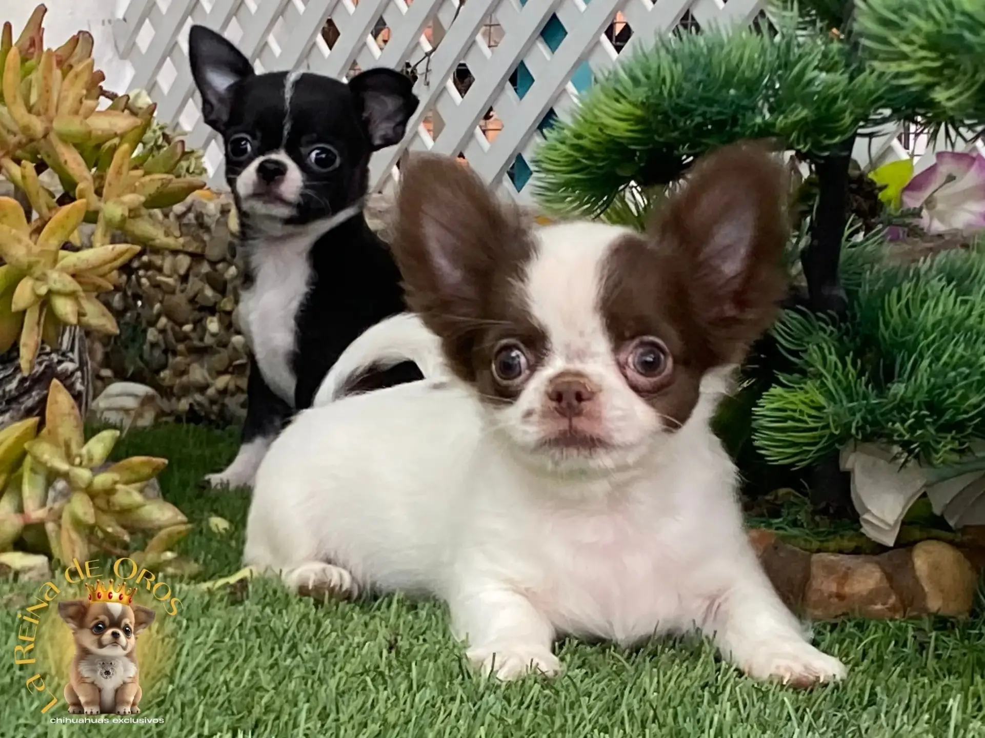 cachorro chihuahua yanko blanco chocolate