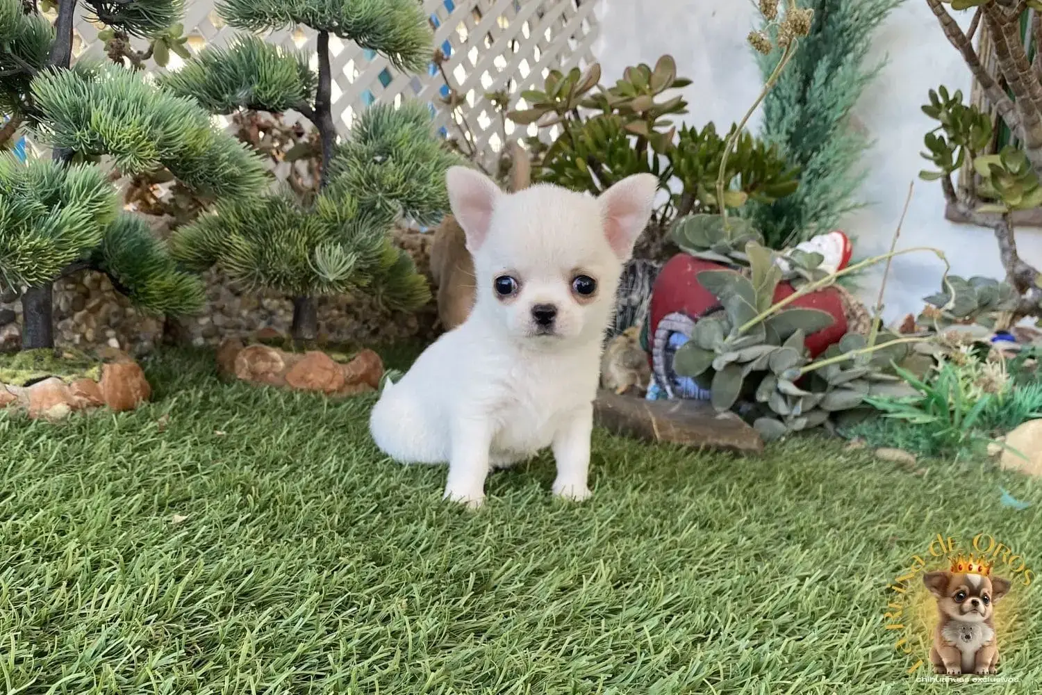cachorro chihuahua de nucleo zoologico homologado