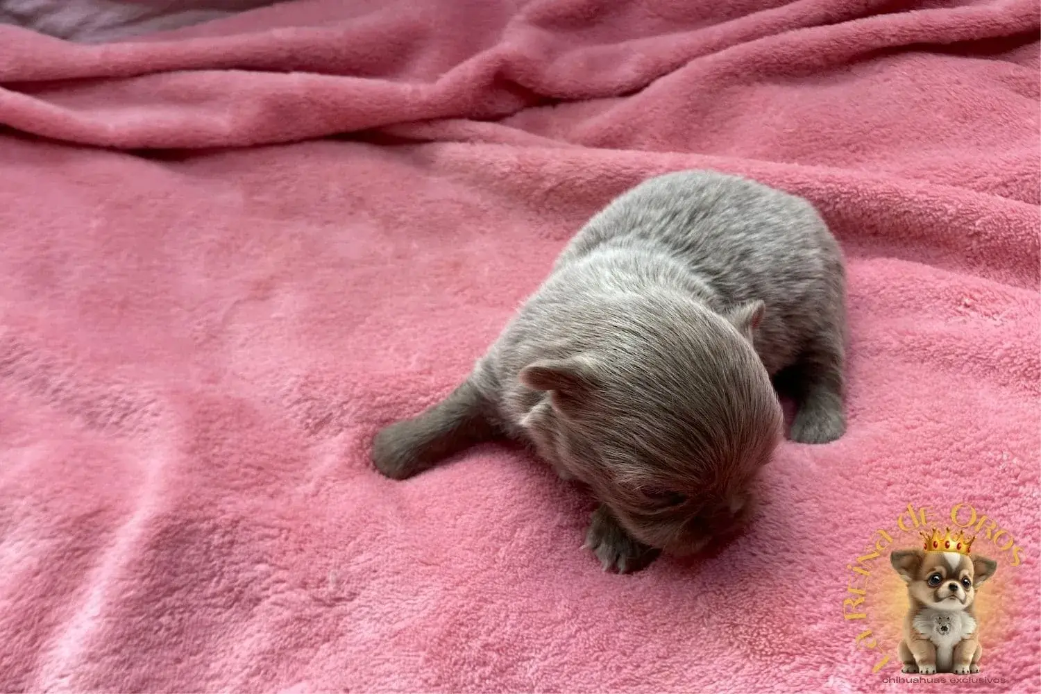 cachorro-chihuahua-pipo-criador-perros