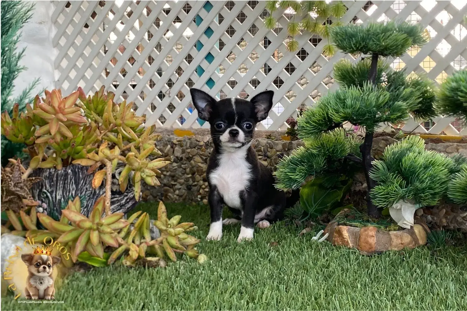 chihuahua en venta