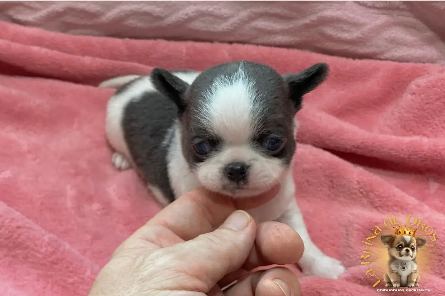 cachorro-chihuahua-menino-reina-de-oros