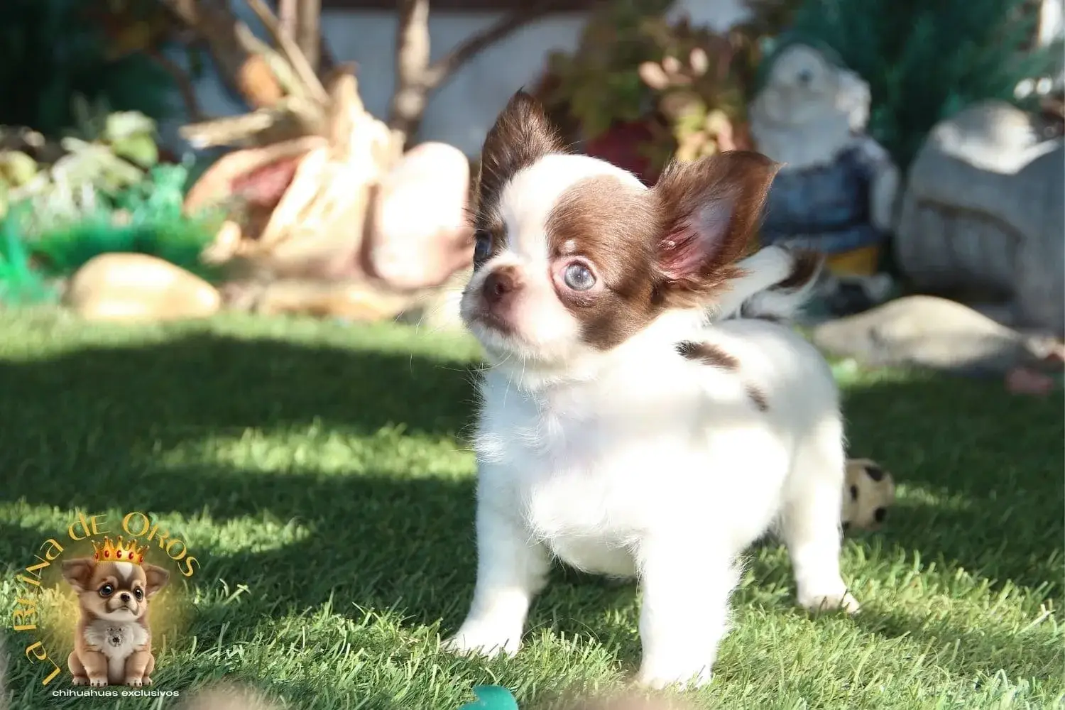 cachorro chihuahua miniatura