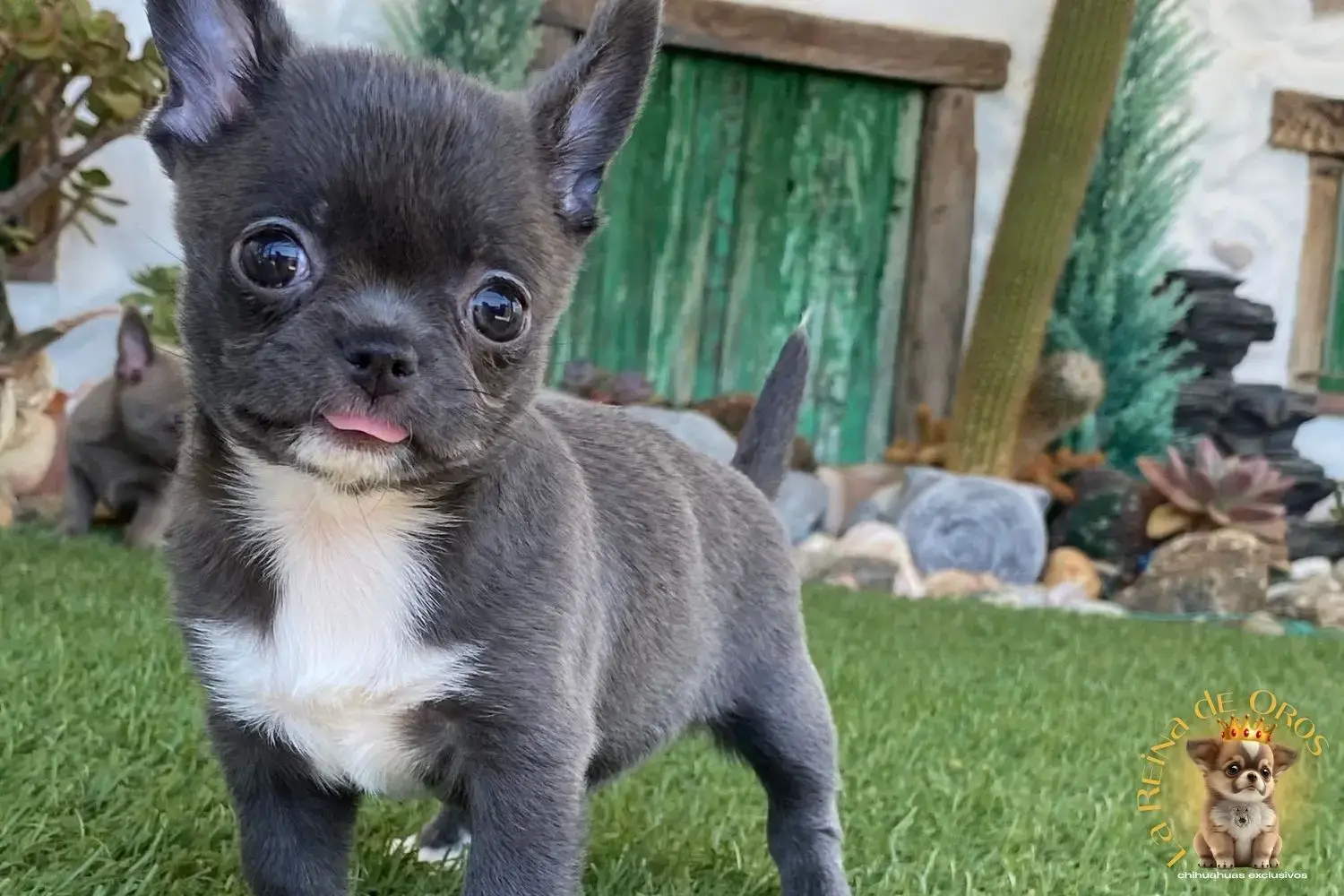 cachorro chihuahua llorona mini