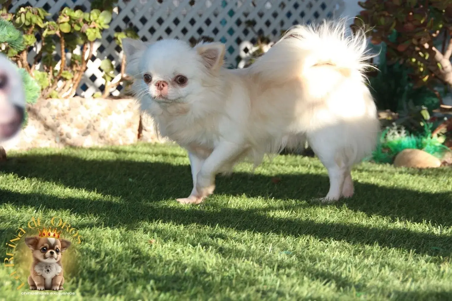 chihuahua blanco ojos claros