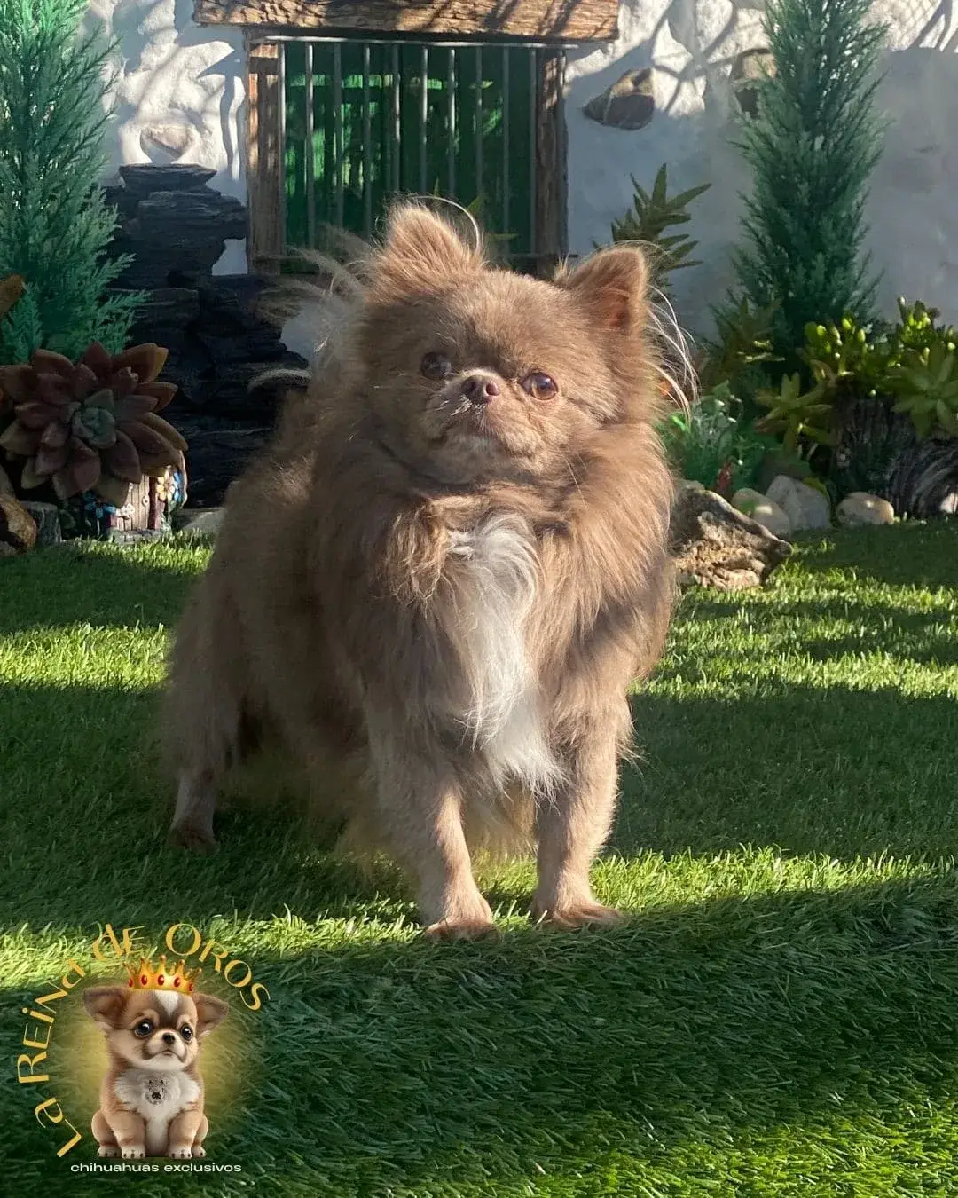 macho-chihuahua-adulto-queen-nucleo-zoologico