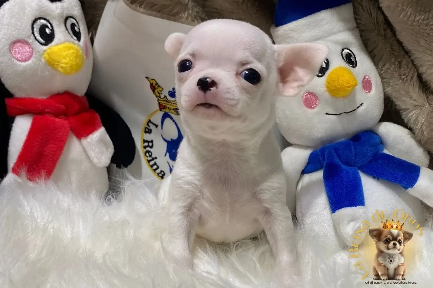 chihuahua toy posando