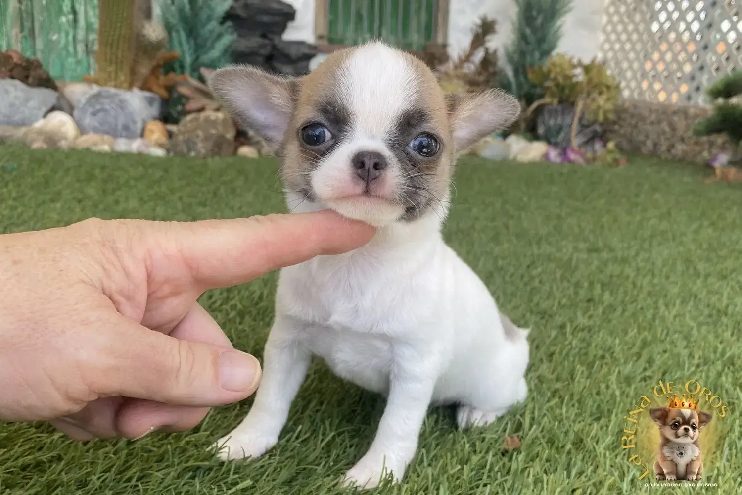 cachorro chihuahua nucleo zoologico