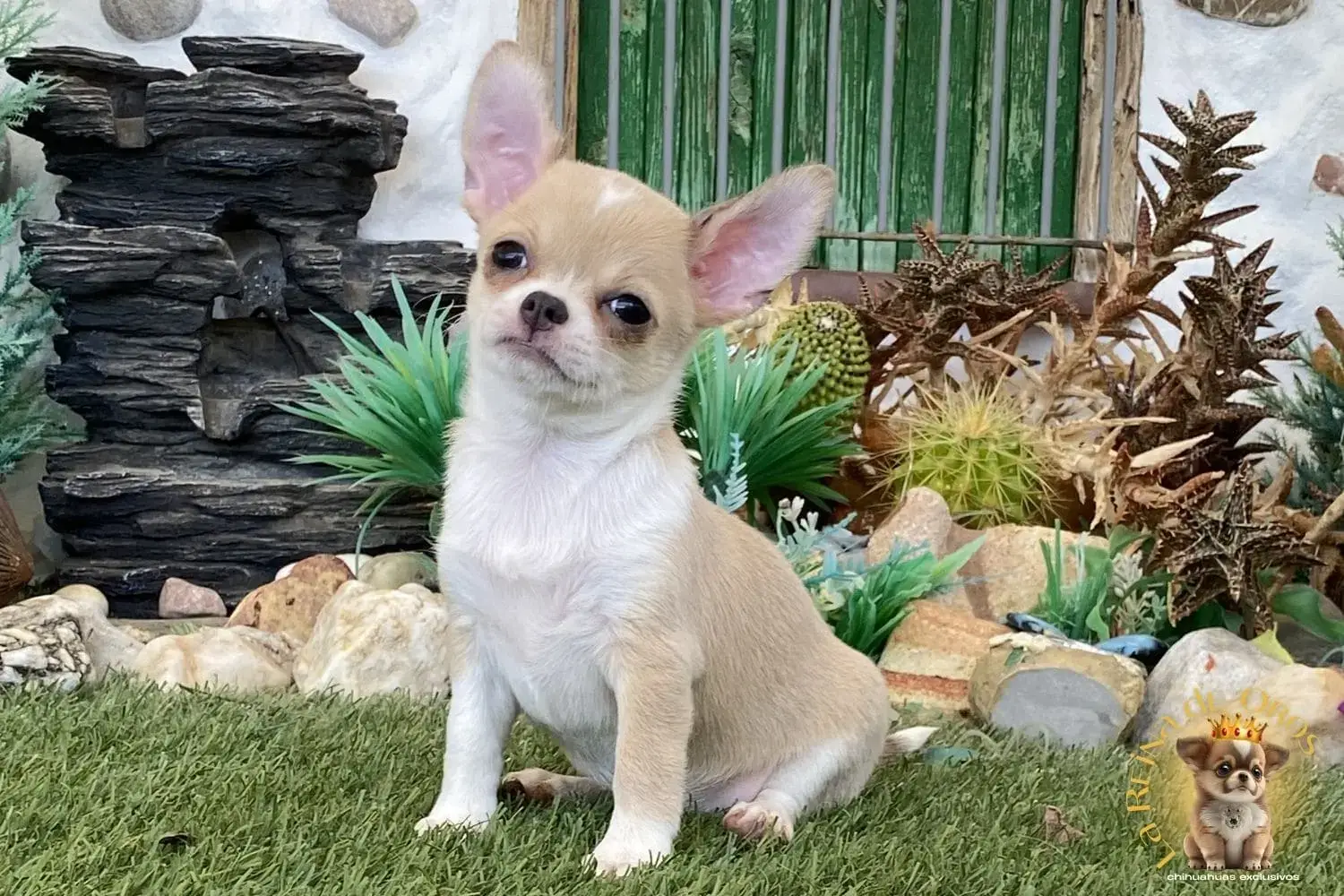 cachorro chihuahua color isabello miniatura