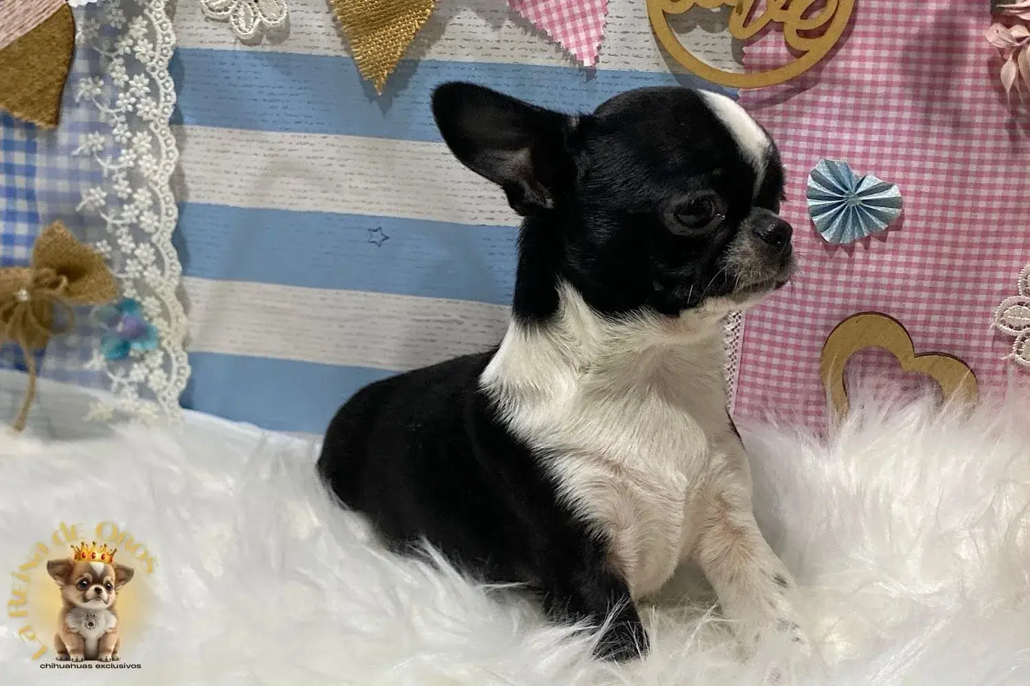 comprar chihuahua negro blanco