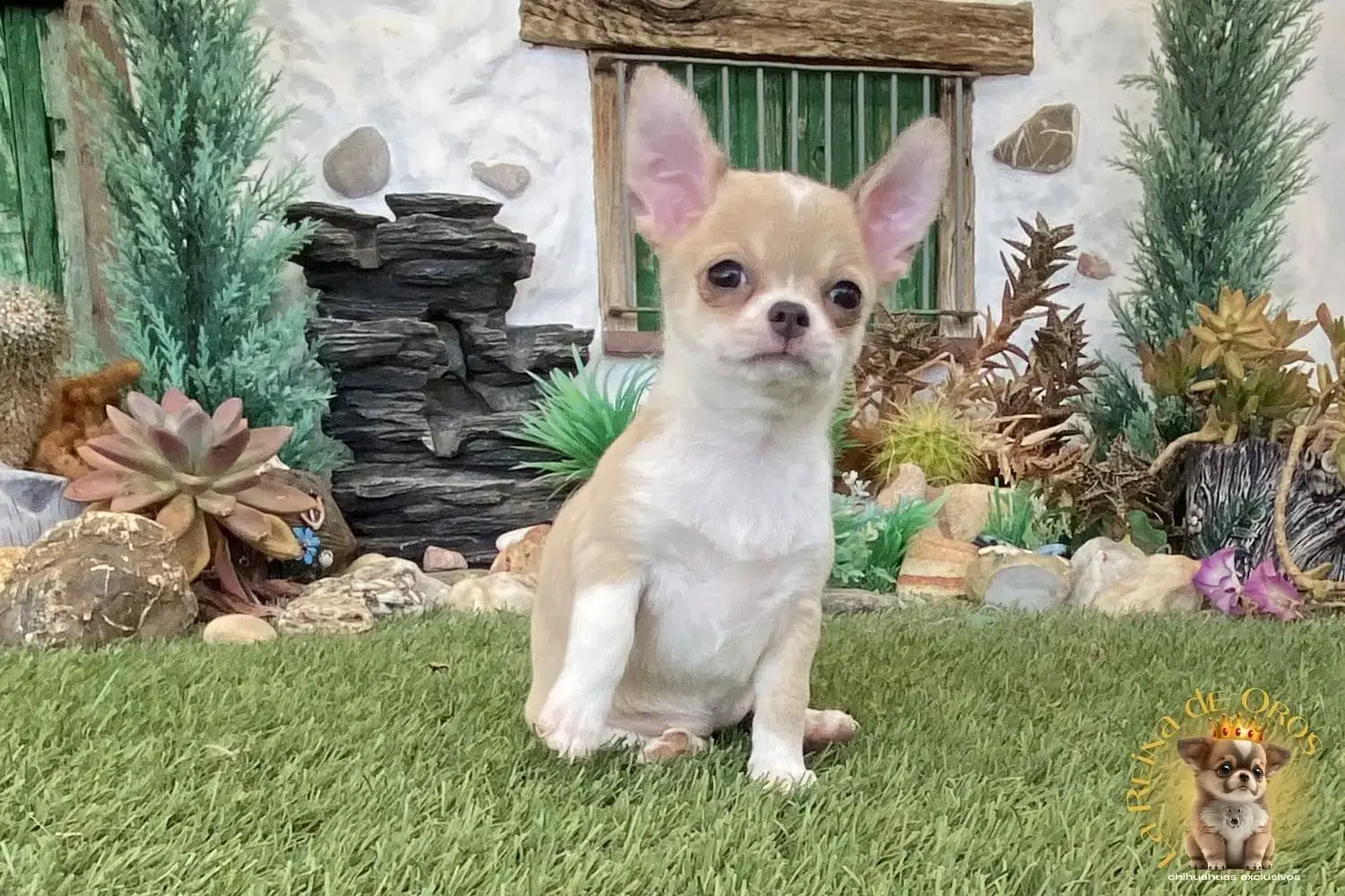 cachorro chihuahua en venta