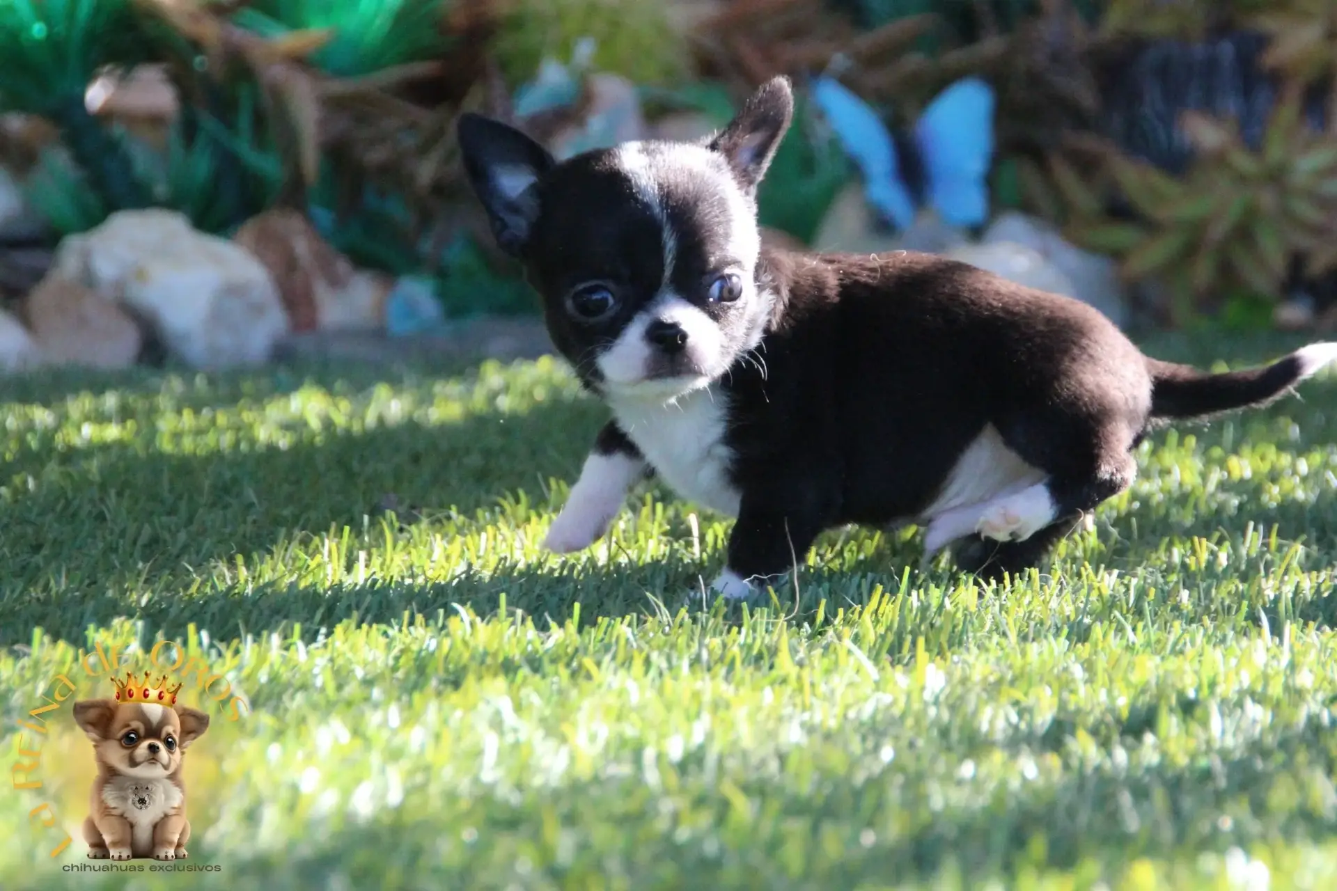 cachorro chihuahua de criadero