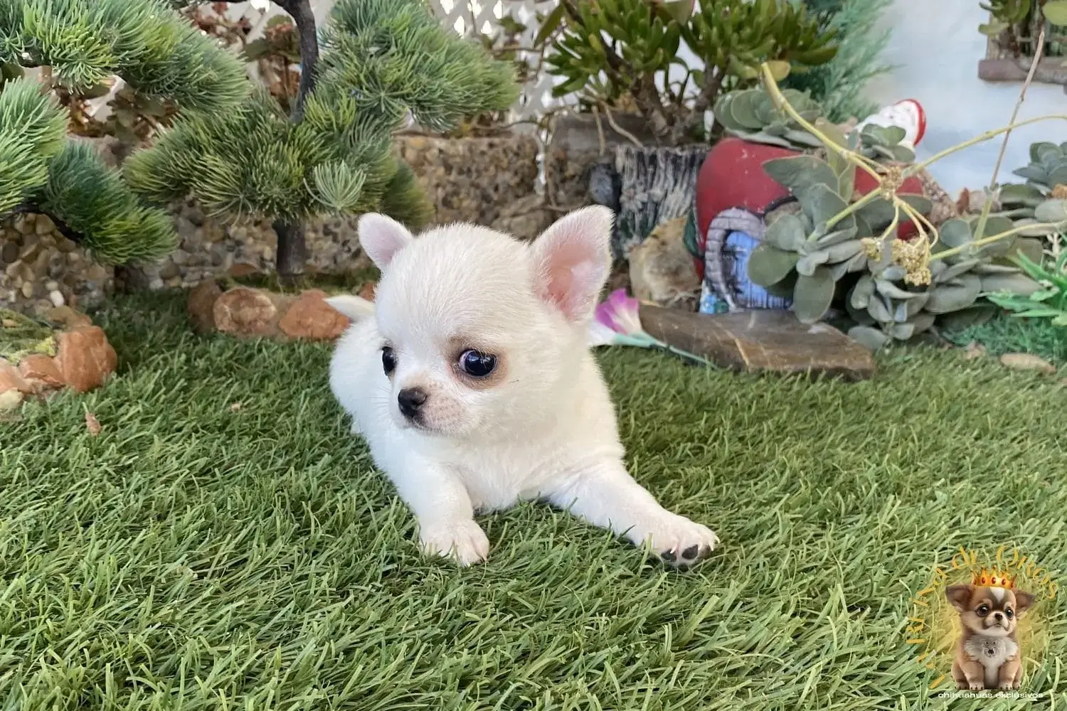cachorro chihuahua luna toy