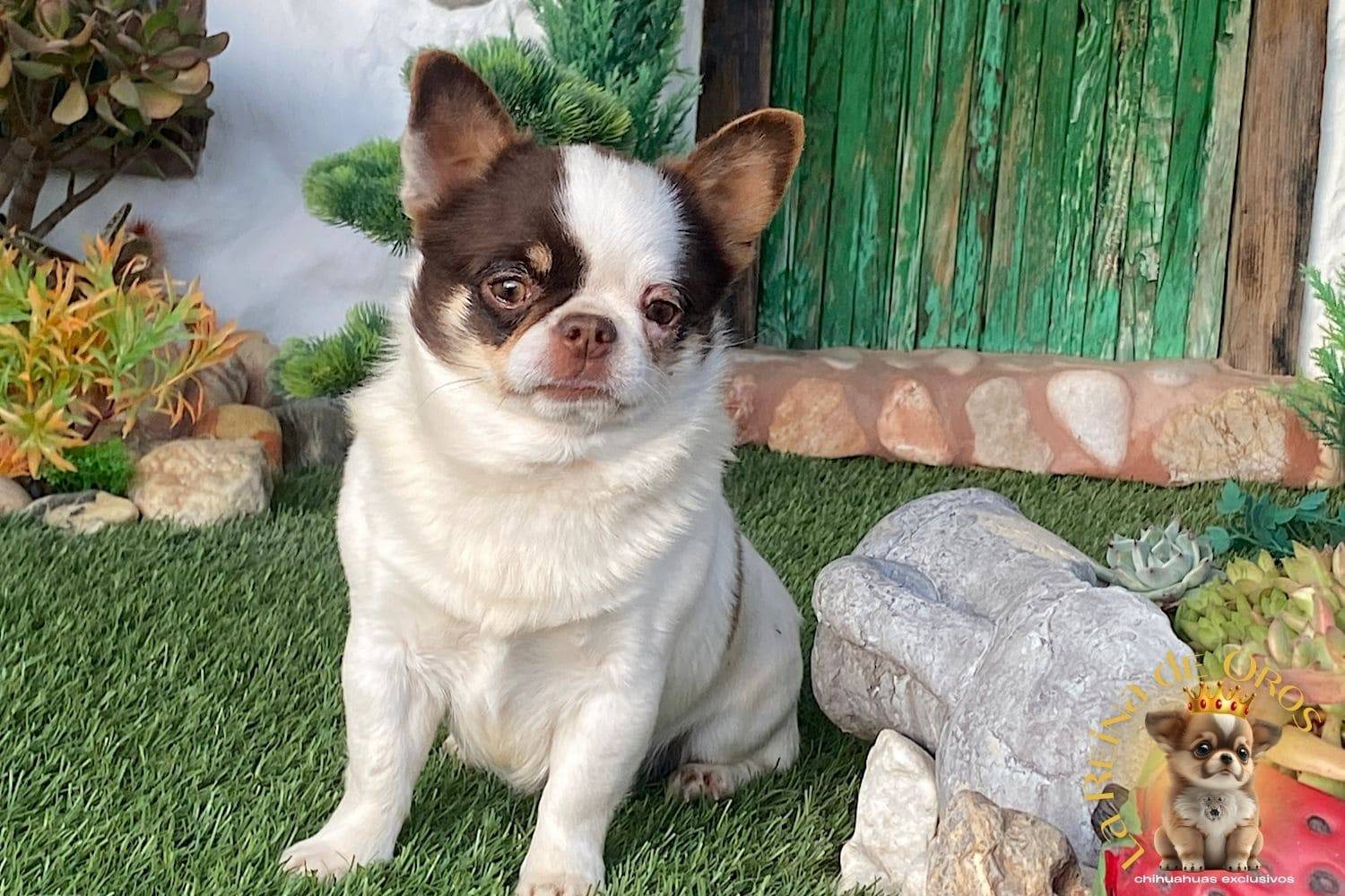 macho-chihuahua-adulto-pelo-corto-blanco-chocolate-linea-rusa