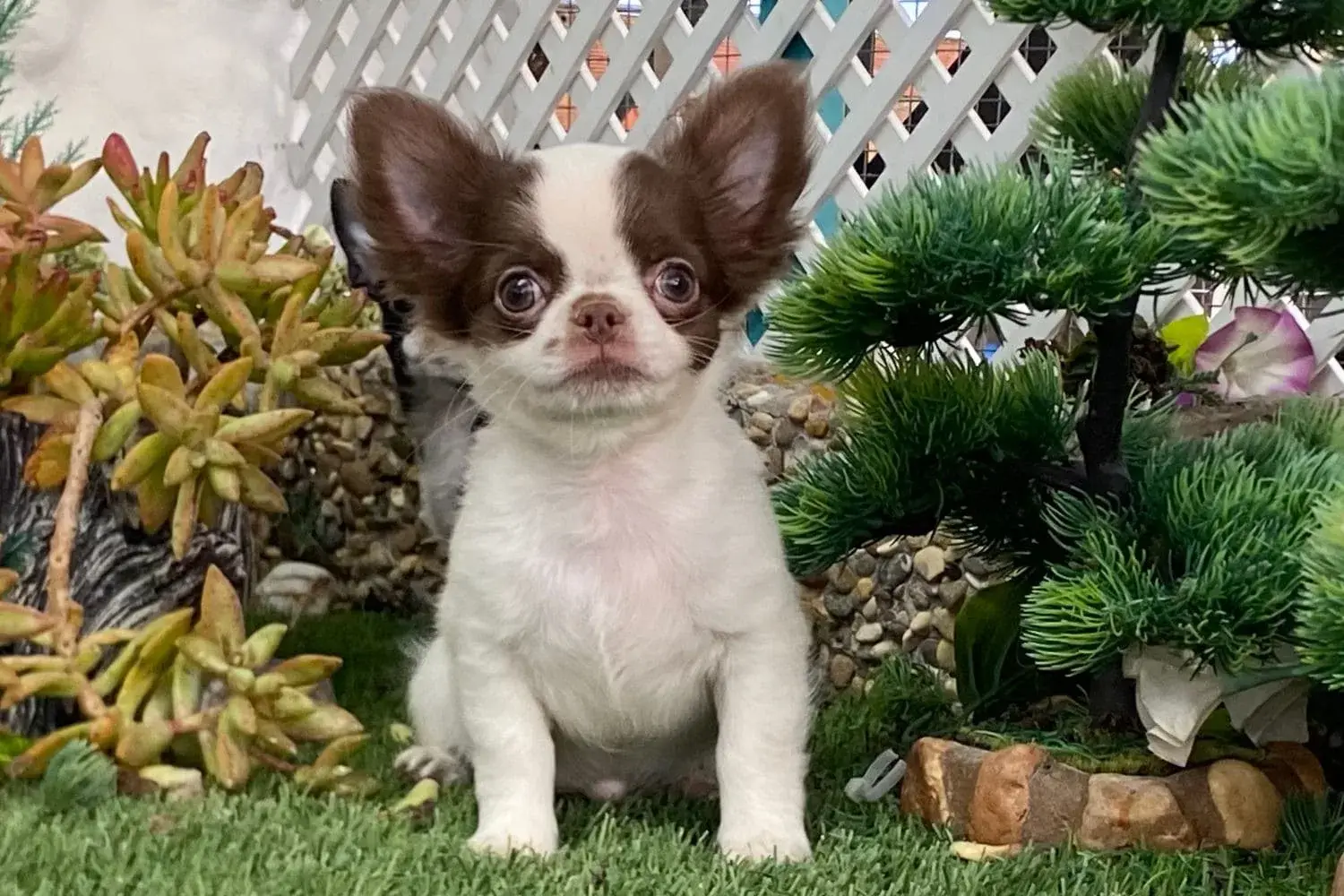 cachorro chihuahua pelo corto