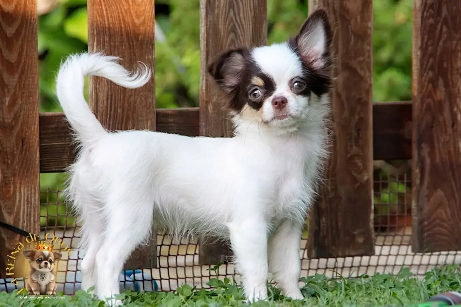 cachorro chihuahua gina con pedigree