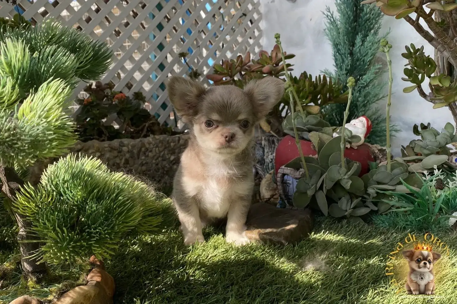 cachorro chihuahua farala pelo largo
