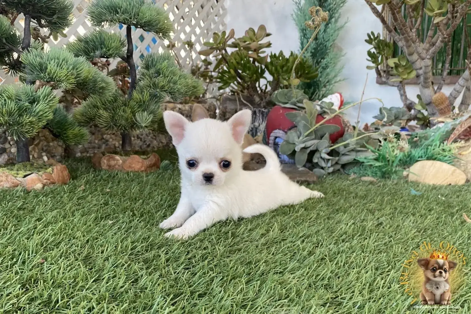 cachorro chihuahua mini toy hembra de color blanco
