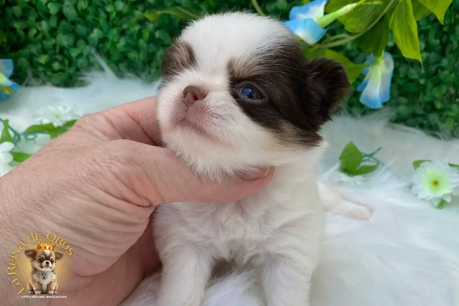 cachorro chihuahua galaxia morro corto