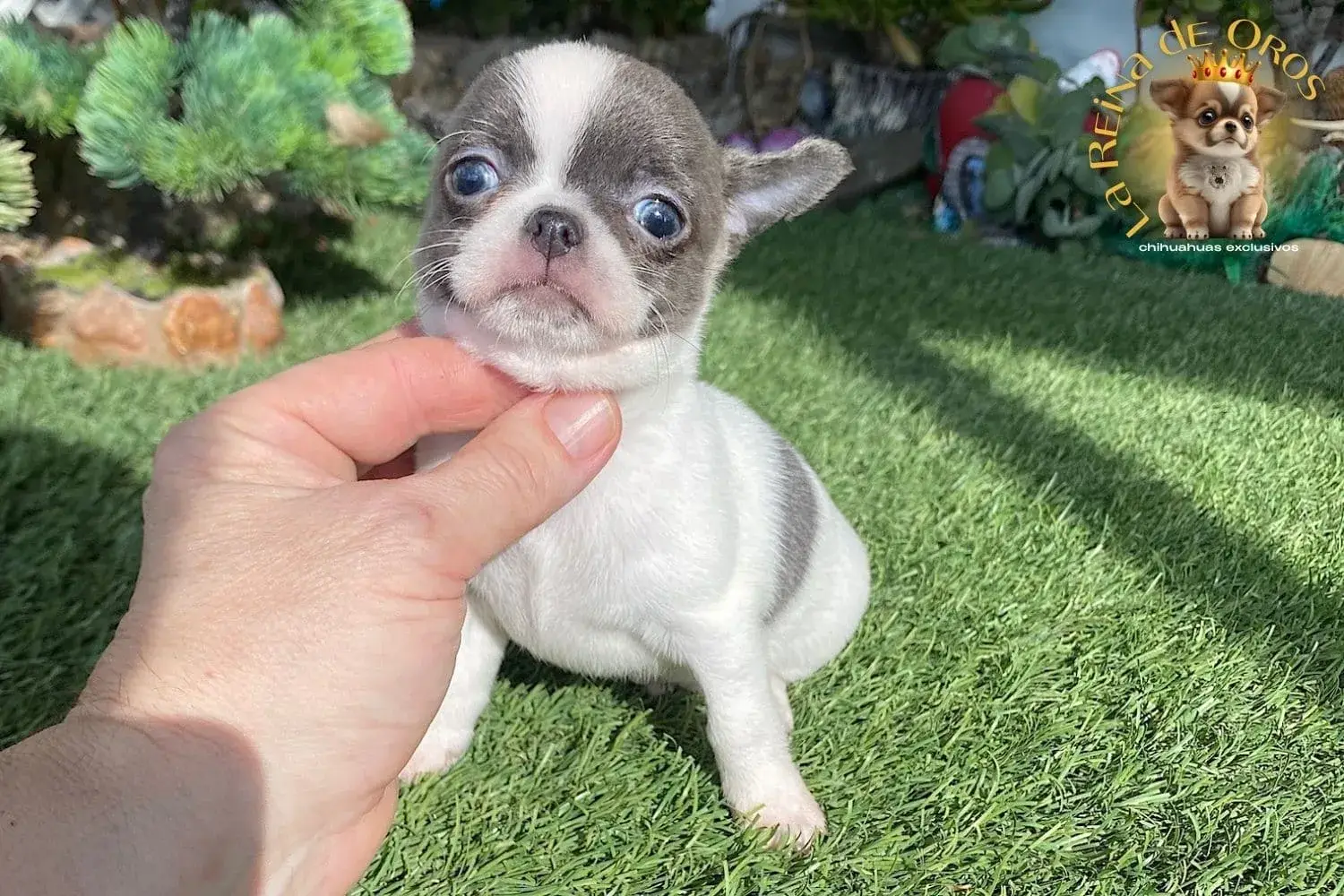 cachorro chihuahua lexter blanco azul en jardin