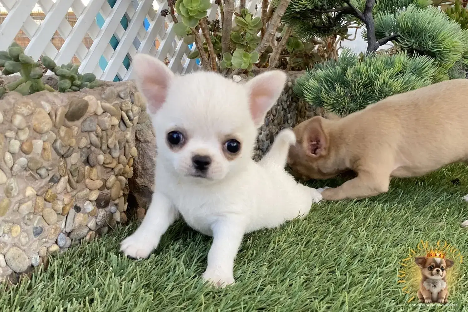 cachorro chihuahua en venta