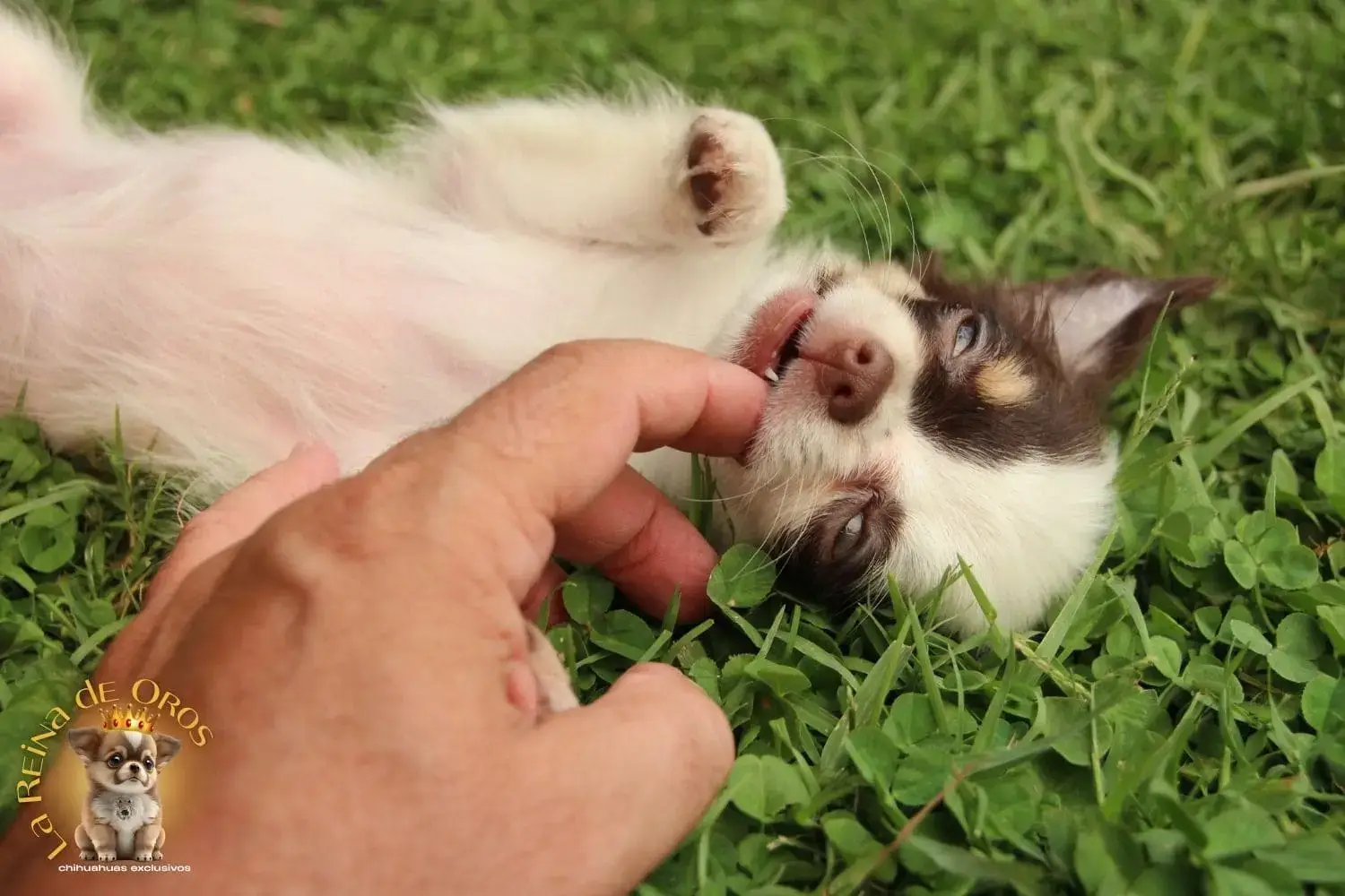 cachorro chihuahua de pelo largo