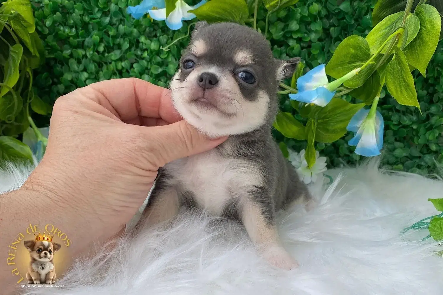 cachorro chihuahua llariza color azul