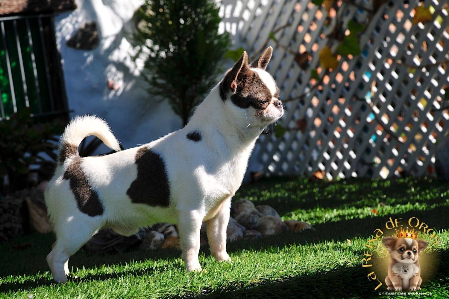 macho-chihuahua-dark-mirey-iz-tvoey-mechty-posando