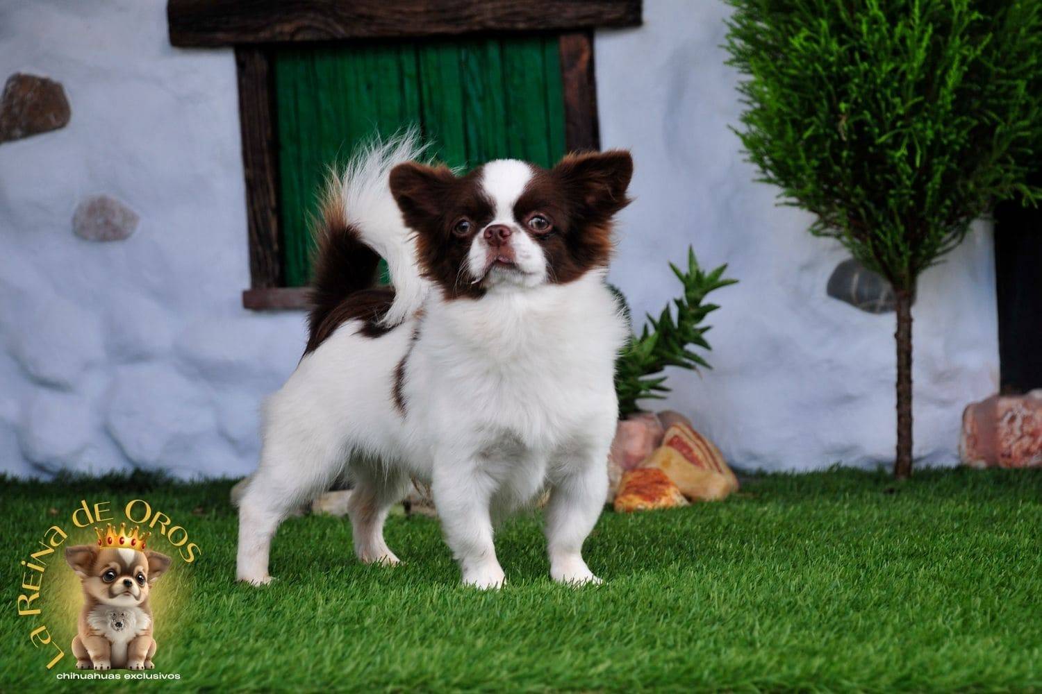 macho-chihuahua-adulto-astra-vitus-chumachechi-adn-ruso