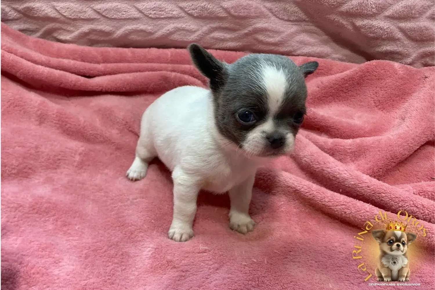cachorro-chihuahua-lexter-precio-chihuahua