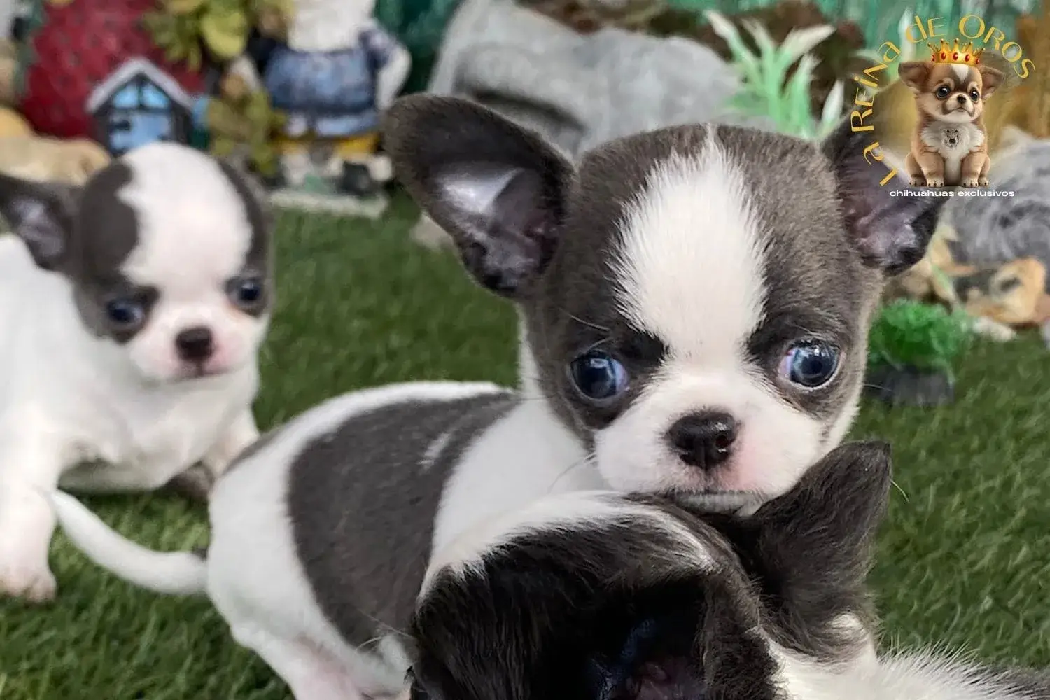 cachorro chihuahua menino con mas cachorros