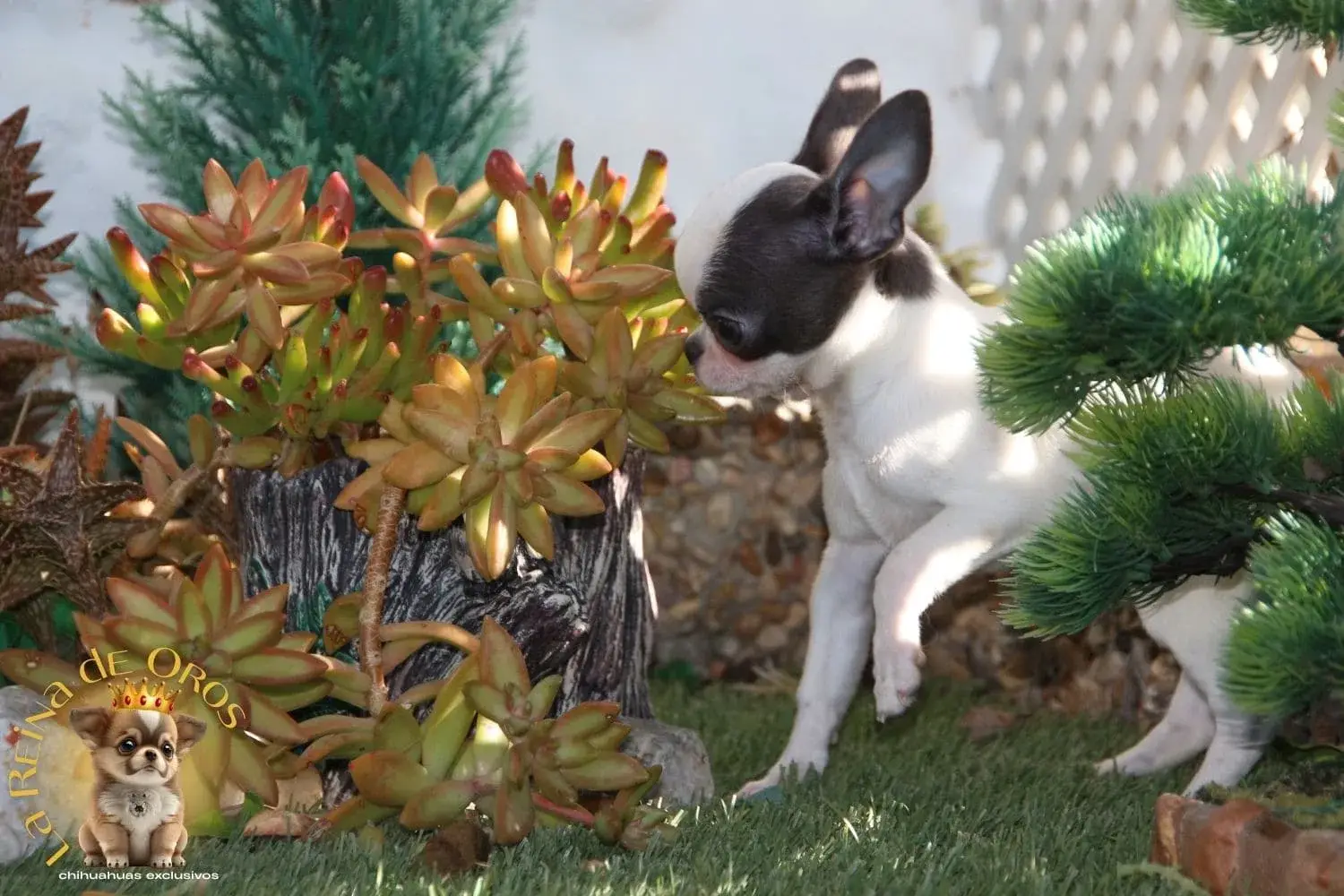 cachorro chihuahua en venta