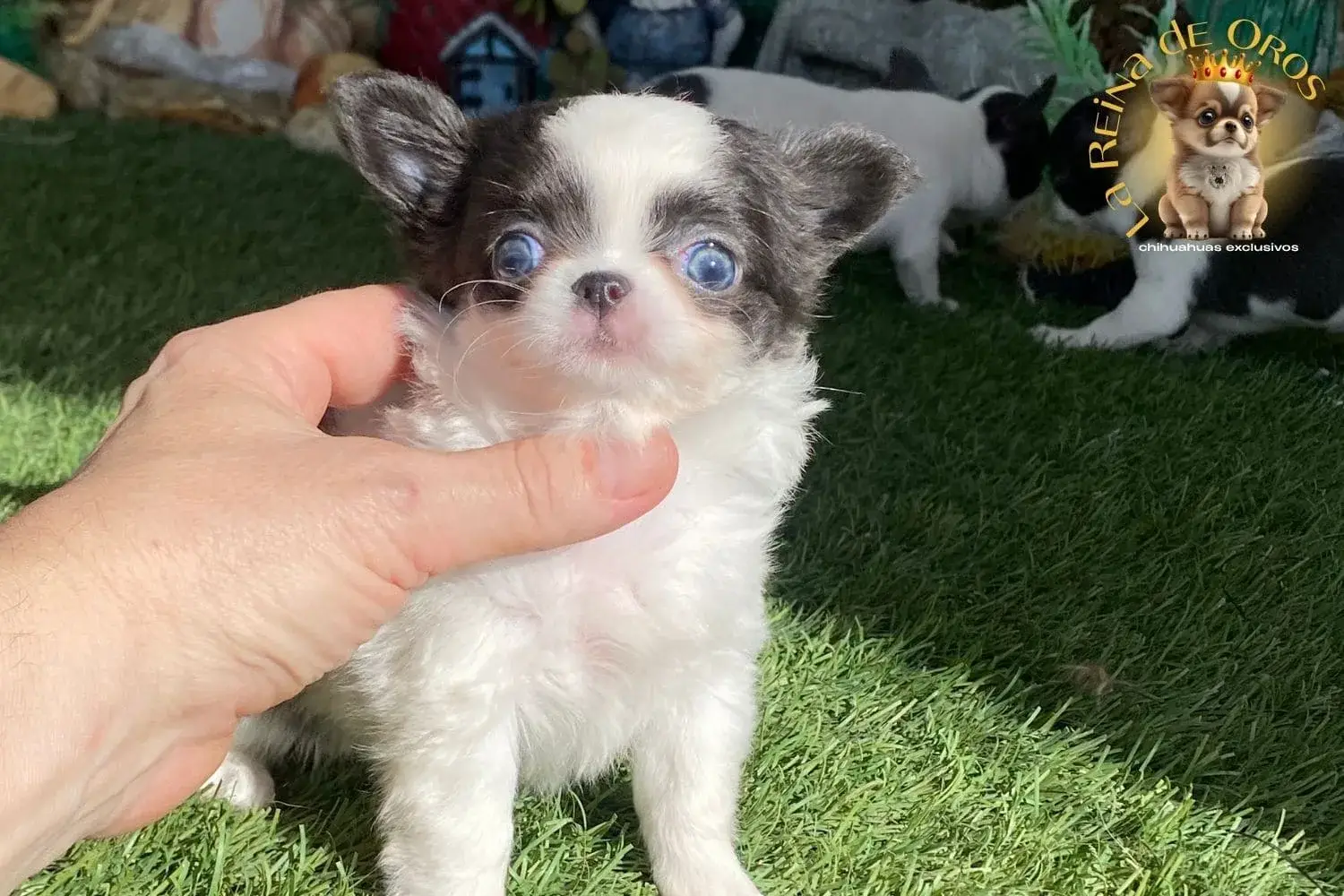 hembra chihuahua menina de ojos azules