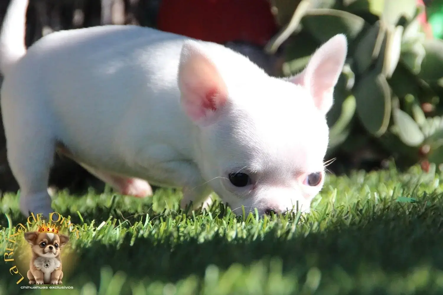 cachorro chihuahua pelo corto color blanco