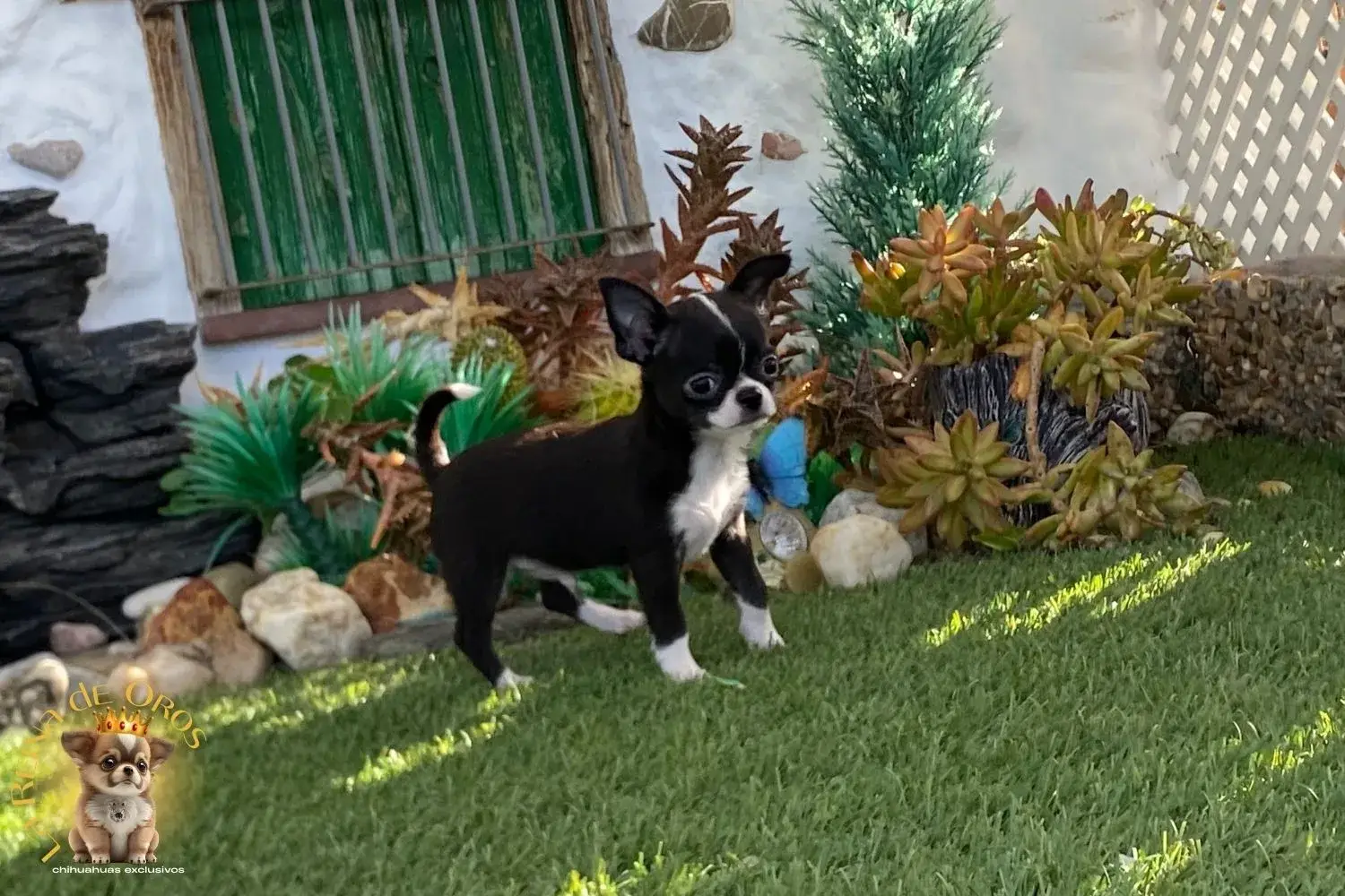 chihuahua toy en venta