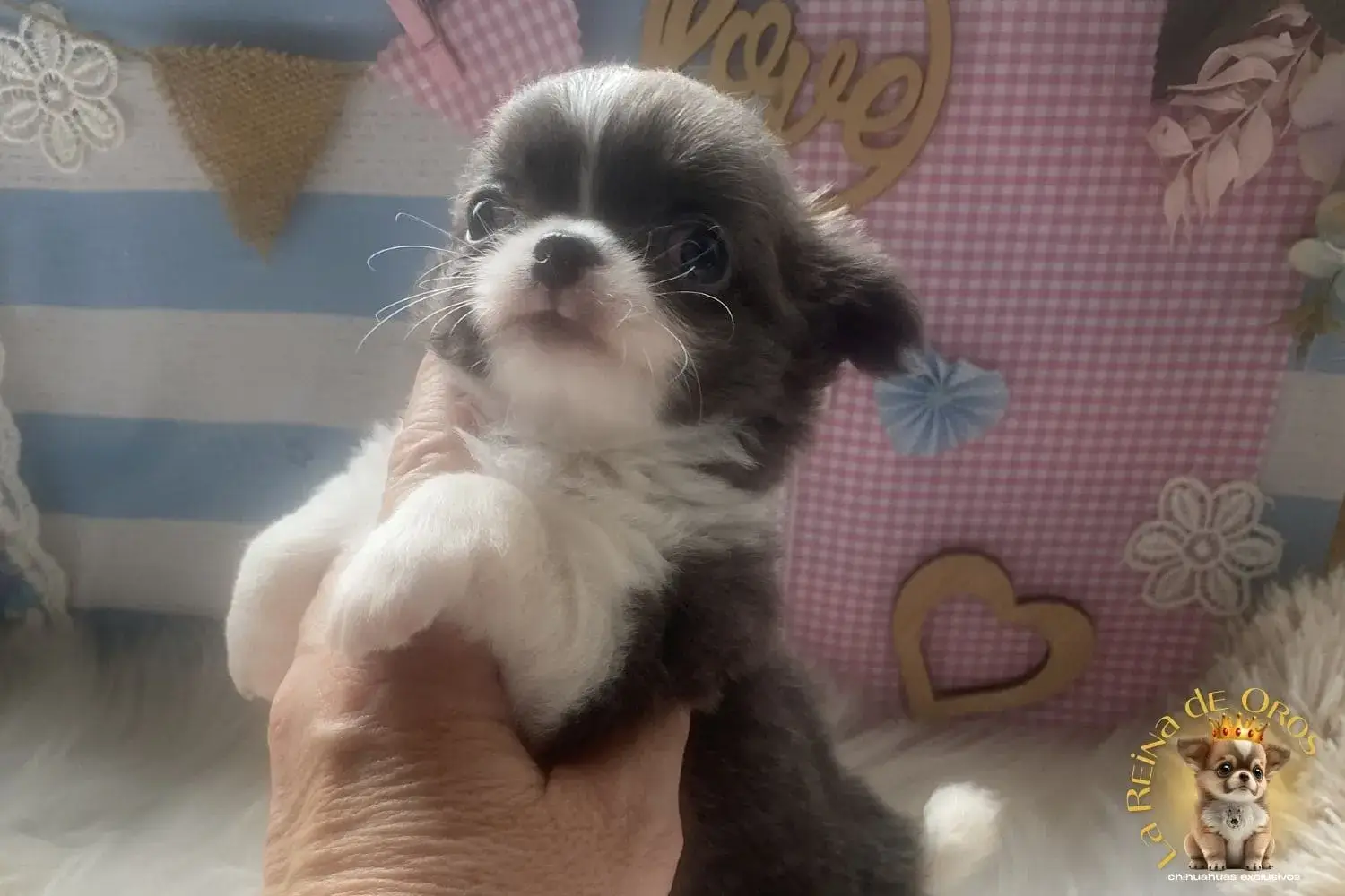 cachorro chihuahua pochola miniatura