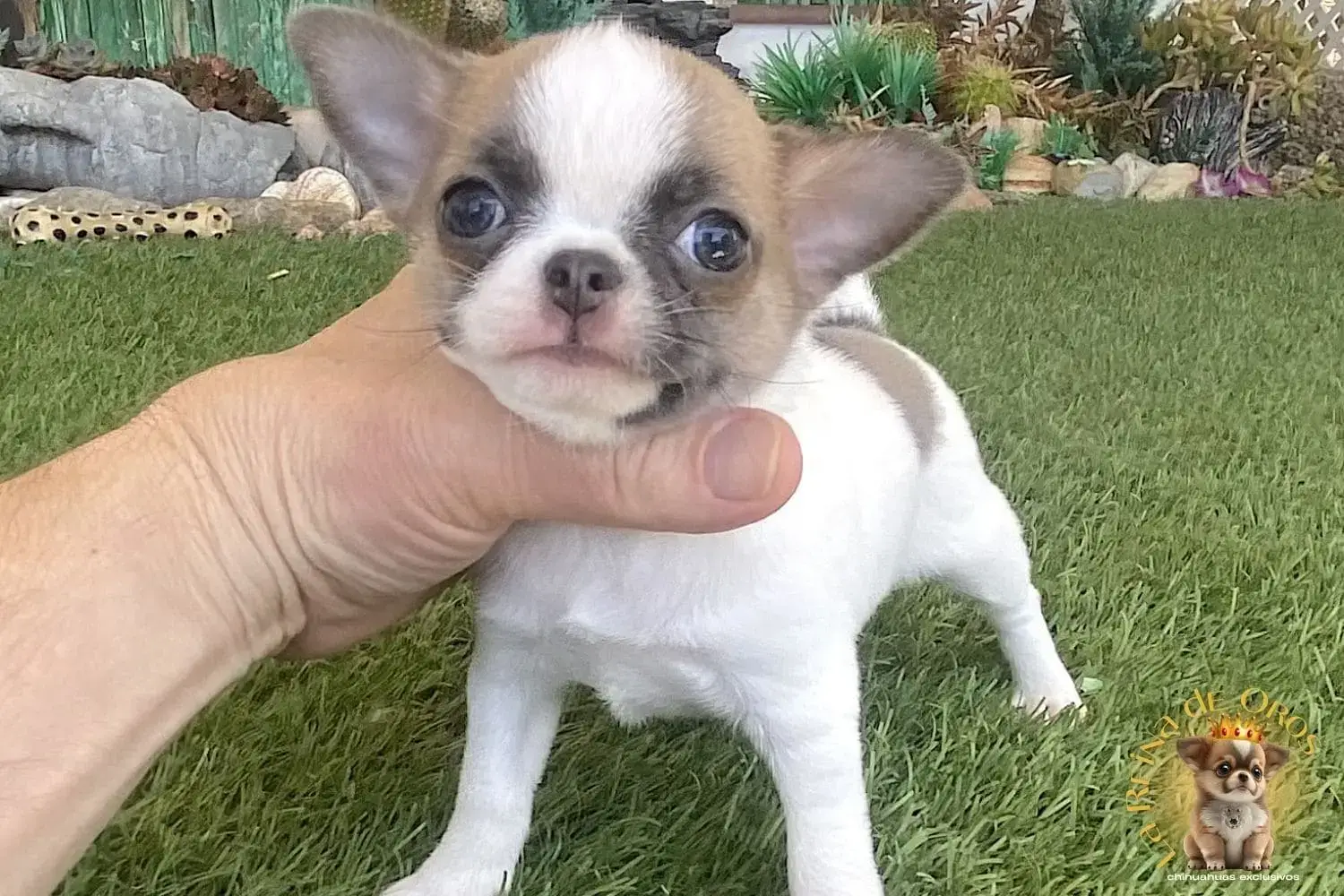 cachorro chihuahua mini toy