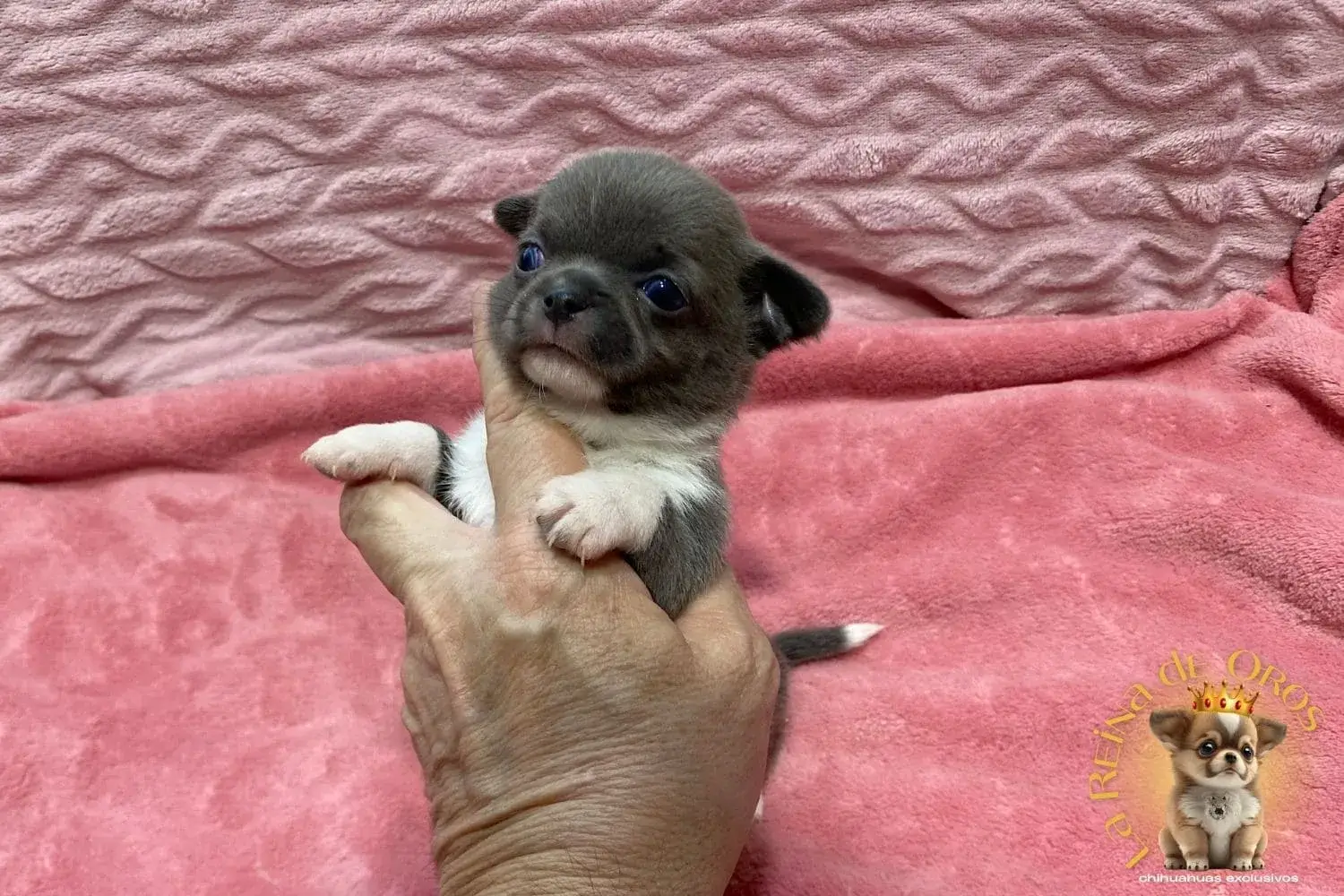 cachorro-chihuahua-lionel-azul