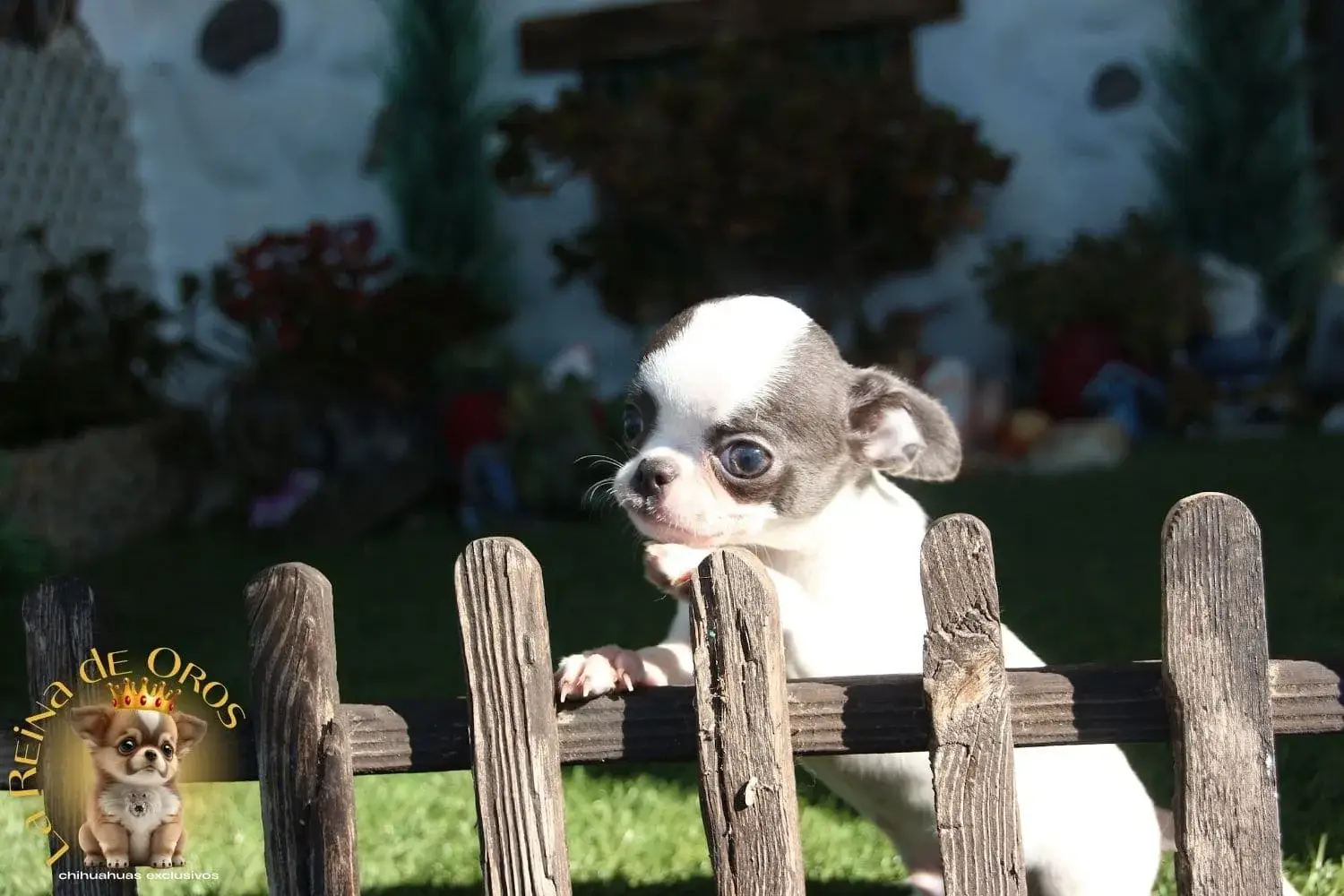 chihuahua blanco y azul
