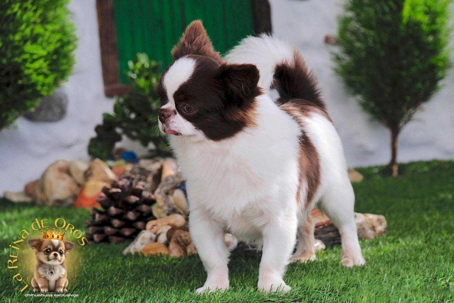 macho-chihuahua-adulto-astra-vitus-chumachechi