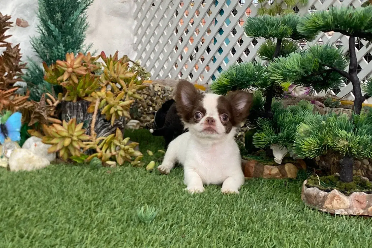 chihuahua yanko criadero homologado