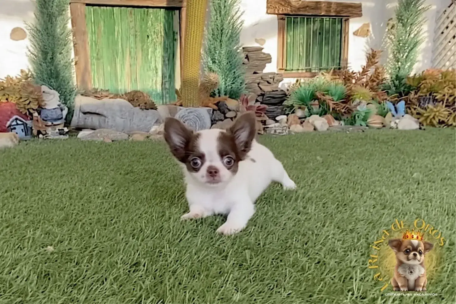 cachorro chihuahua blanco chocolate